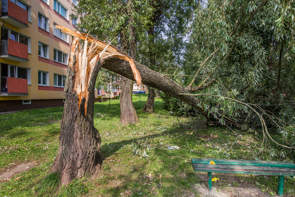 drzewo_zlamane_burza