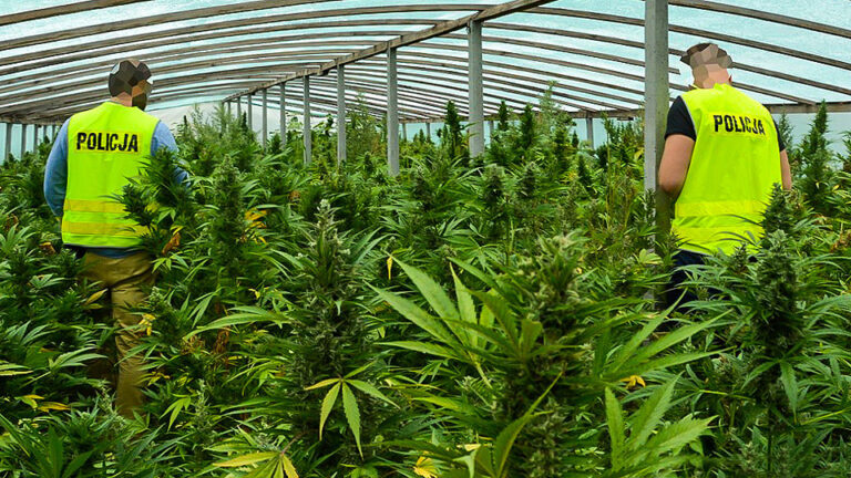 plantacja-2
